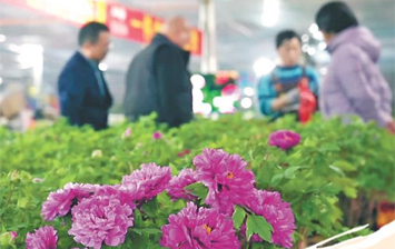 60万盆菏泽牡丹逆季“赴约”