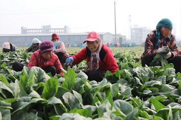  从地头到海外 郓城王庄菠菜“出海”记 