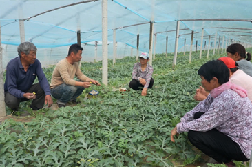 定陶区：早春拱棚西瓜人工授粉忙 头茬瓜4月初将开始上市