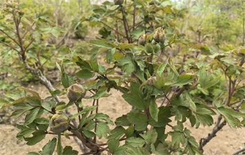 菏泽：罕见多枝并蒂牡丹绽放 尽显花漾春色