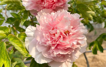 牡丹传说：赵粉