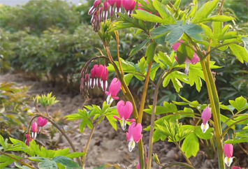 荷包牡丹的传说