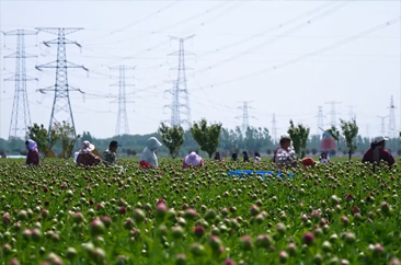  菏泽芍药鲜切花迎来集中采收期  1.2亿支美丽经济持续绽放 