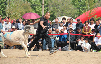 菏泽鲁西新区佃户屯街道：斗羊传民俗添雅趣