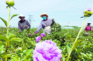  “亿”枝独秀！菏泽芍药“切”出“美丽经济” 