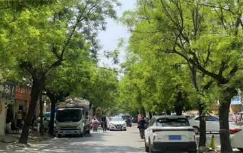 菏泽人集体回忆！东方红大街、广福北街老槐树，藏着我们的青春与乡愁