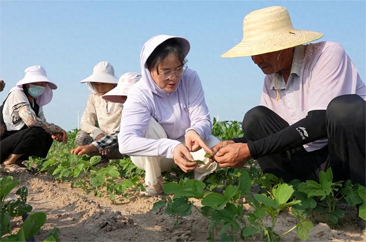  农技送到田 科技助增产——菏泽全力护航秋粮丰产丰收 